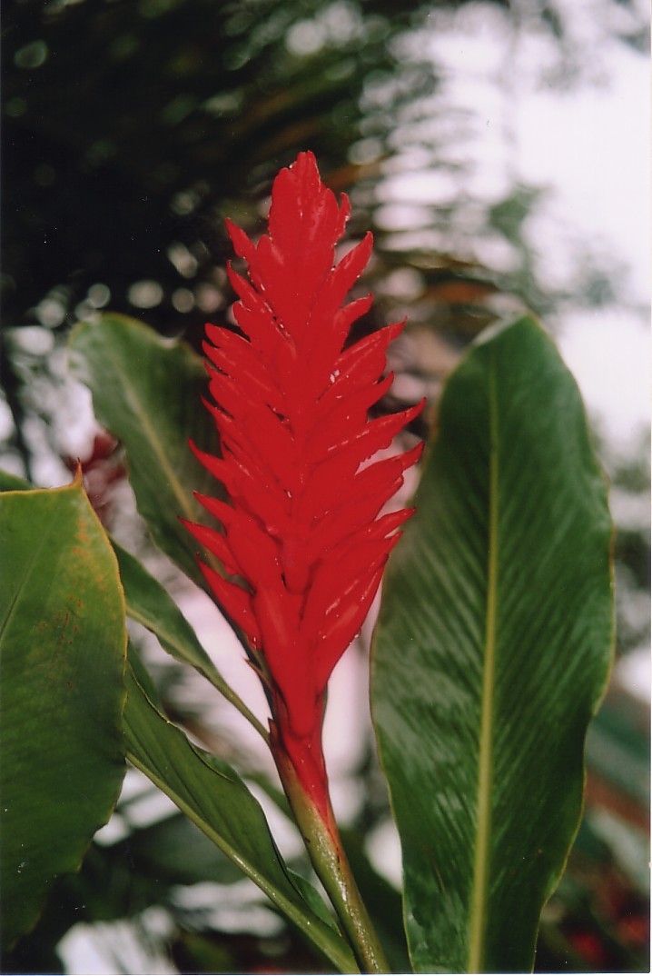 Foto de San José, Costa Rica