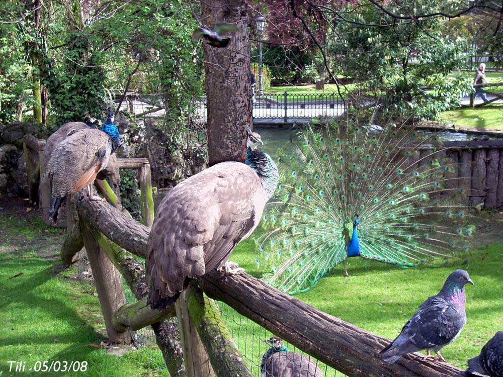 Foto de Oviedo (Asturias), España