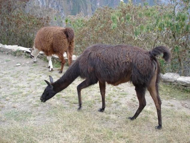 Foto de Machu Picchu, Perú