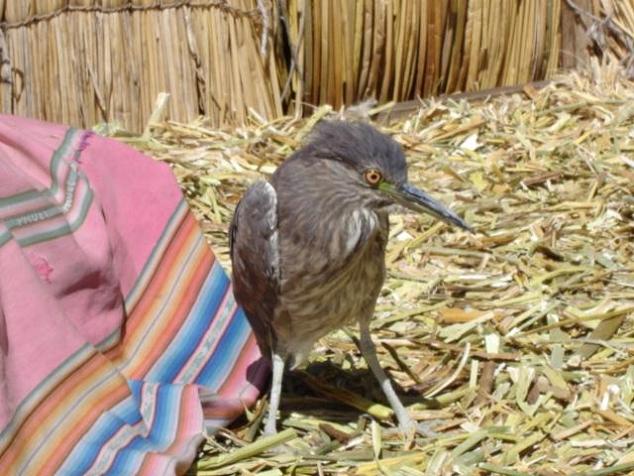 Foto de Lago Titicaca, Perú