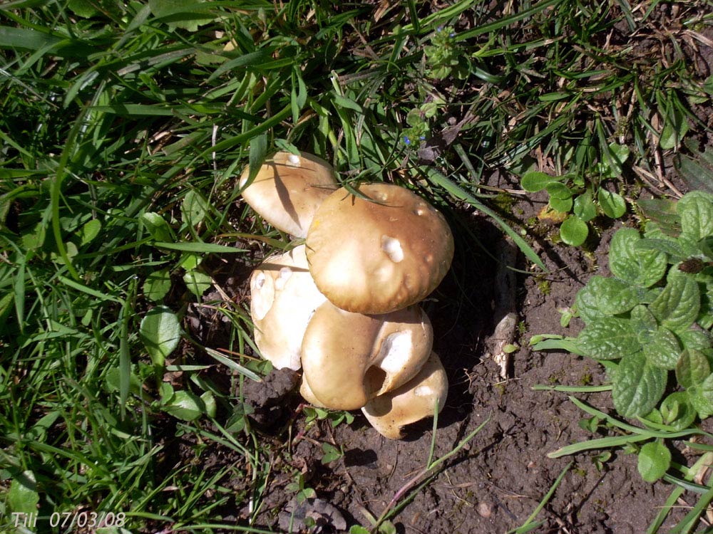 Foto de Oviedo (Asturias), España