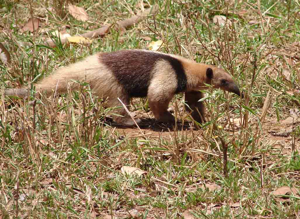 Foto de Cobano - Puntarenas, Costa Rica