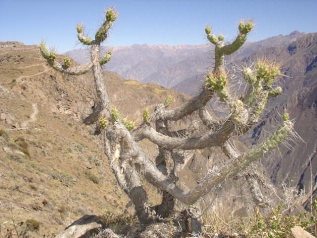 Foto de Cañón del Colca, Perú