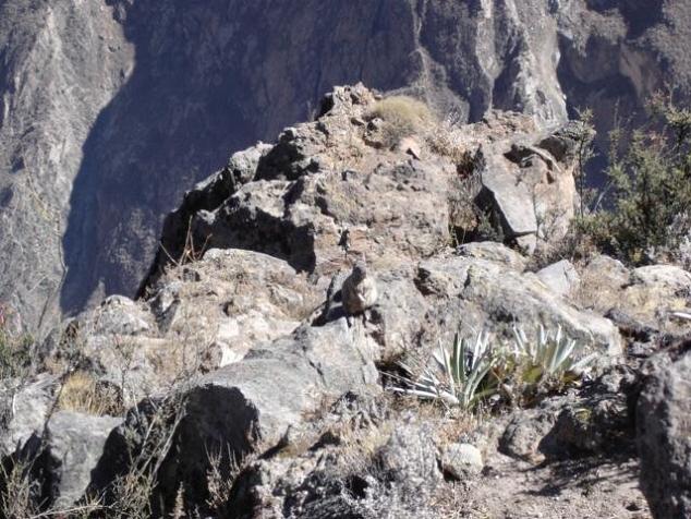 Foto de Cañón del Colca, Perú