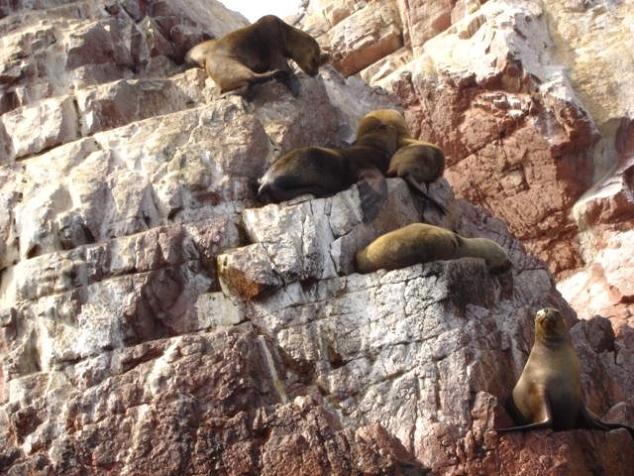 Foto de Islas Ballestas, Perú