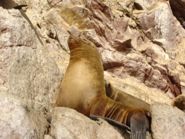 Foto de Islas Ballestas, Perú
