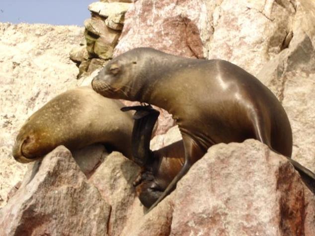 Foto de Islas Ballestas, Perú