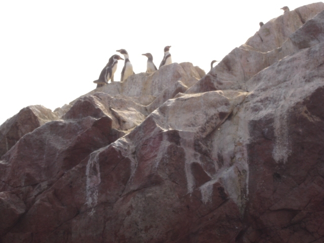 Foto de Islas Ballestas, Perú