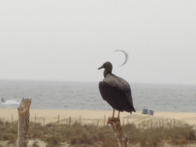 Foto de Máncora, Perú