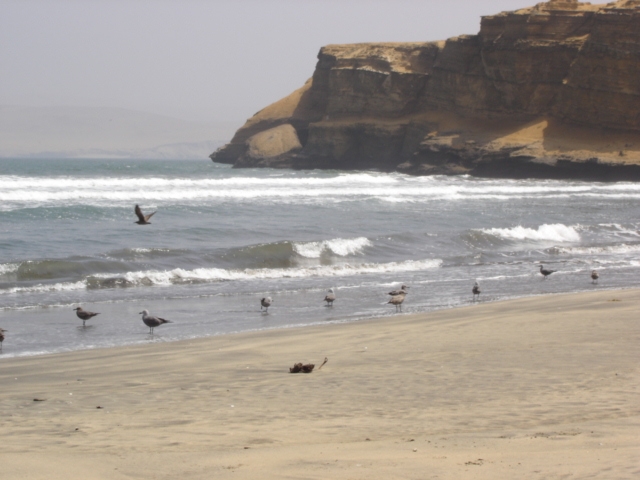 Foto de Paracas, Perú