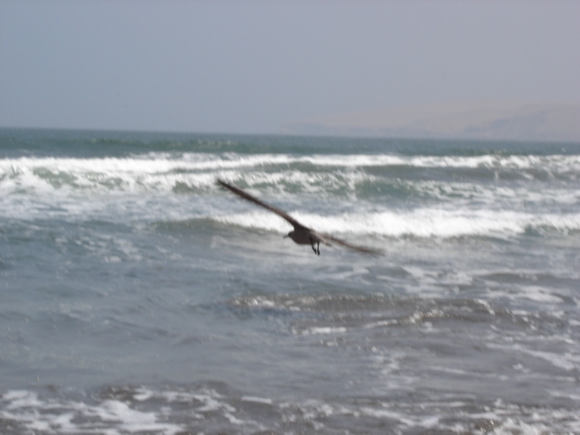 Foto de Paracas, Perú