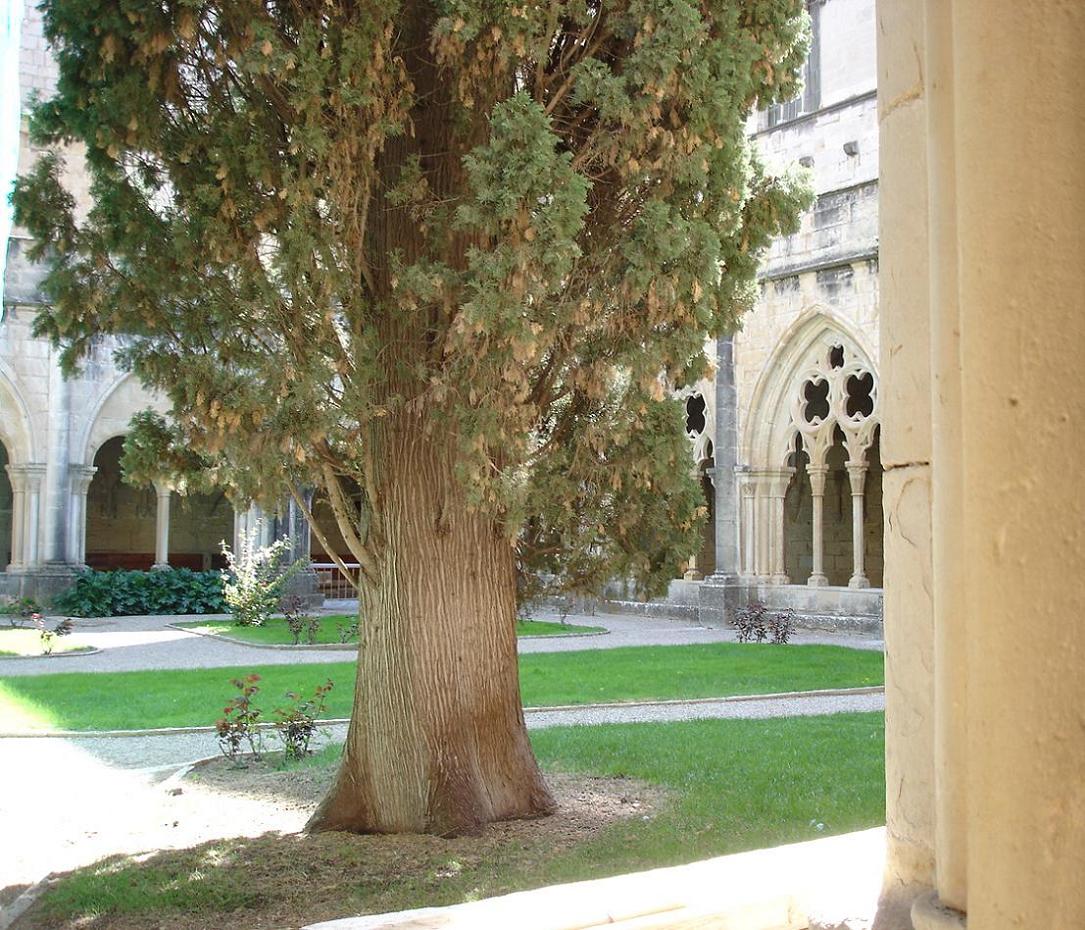 Foto de Poblet (Tarragona), España