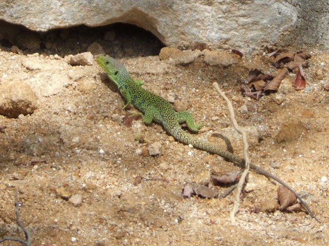 Foto de Muíños (Ourense), España