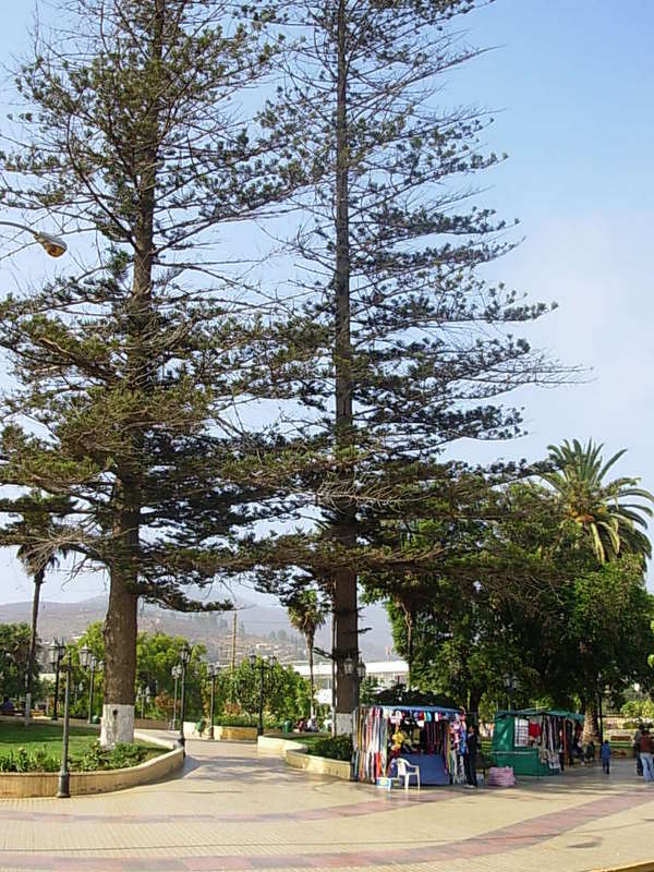 Foto de La Ligua, Chile