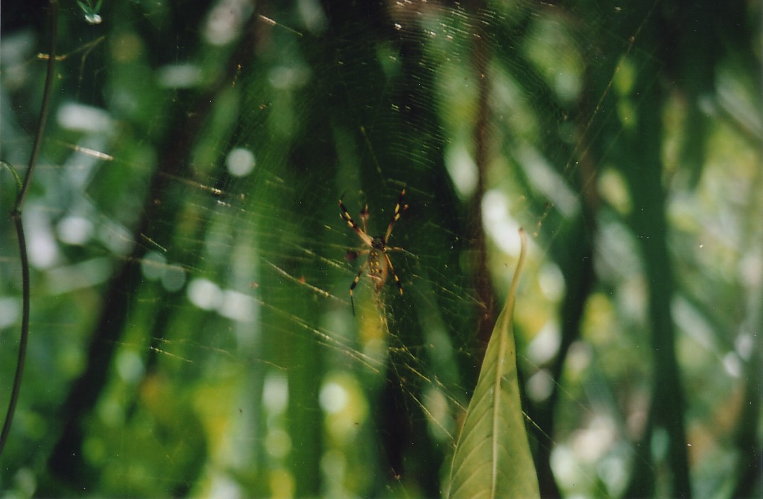 Foto de Tortuguero, Costa Rica