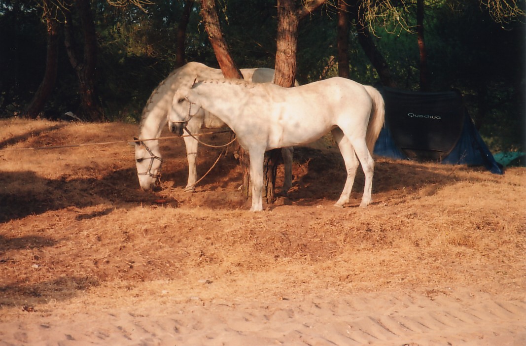 Foto de Sanlúcar de Barrameda (Cádiz), España