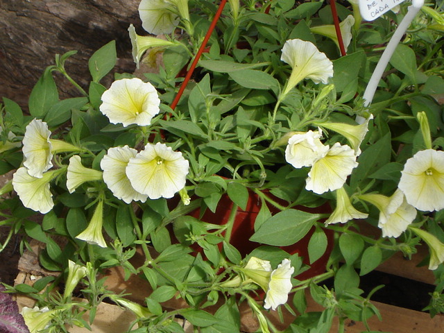 Foto de Buenos Aires, Argentina