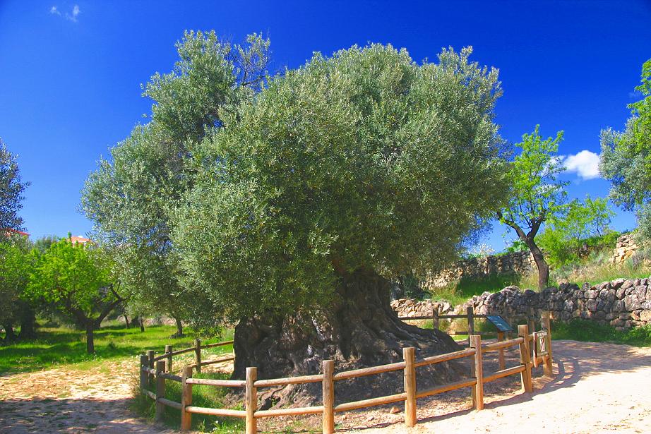 Foto de Horta de Sant Joan (Tarragona), España
