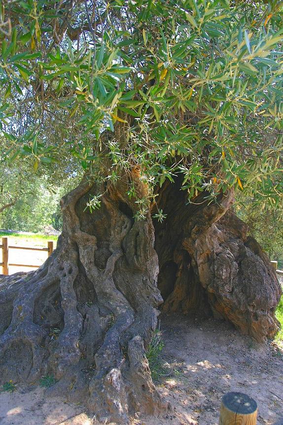 Foto de Horta de Sant Joan (Tarragona), España