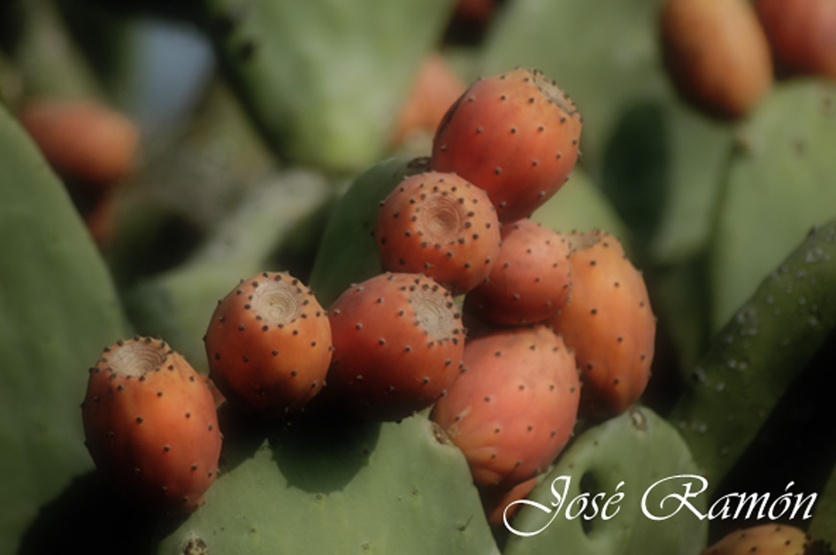 Foto de Cádiz (Andalucía), España