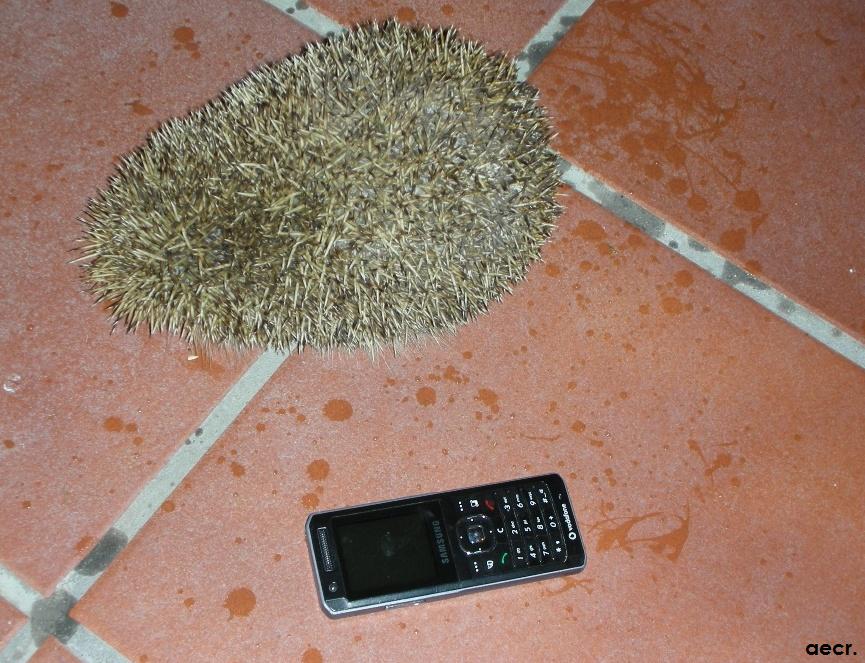 Foto de Pozuelo de Alarcón (Madrid), España