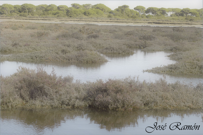 Foto de Puerto Real (Cádiz), España