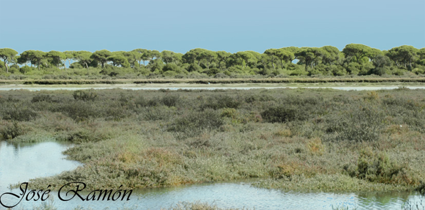 Foto de Puerto Real (Cádiz), España