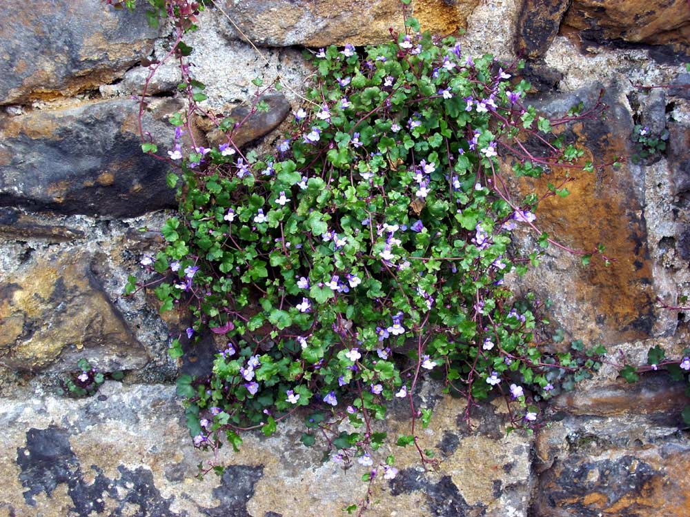 Foto de Oviedo (Asturias), España