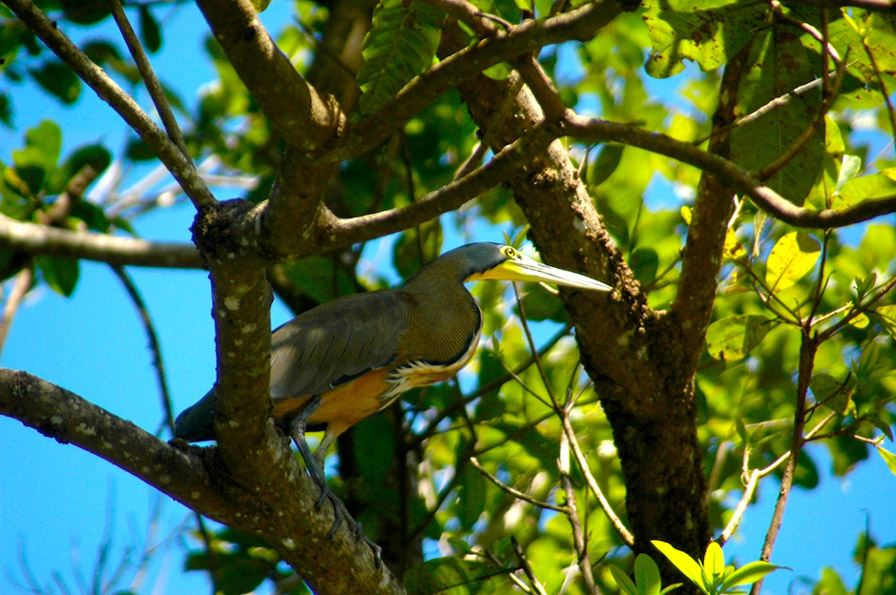 Foto de Sarapiqui (Heredia), Costa Rica