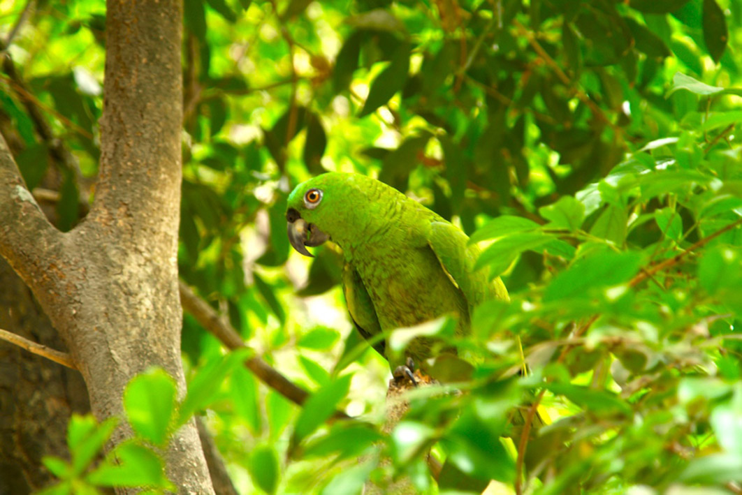 Foto de Guanacaste, Costa Rica