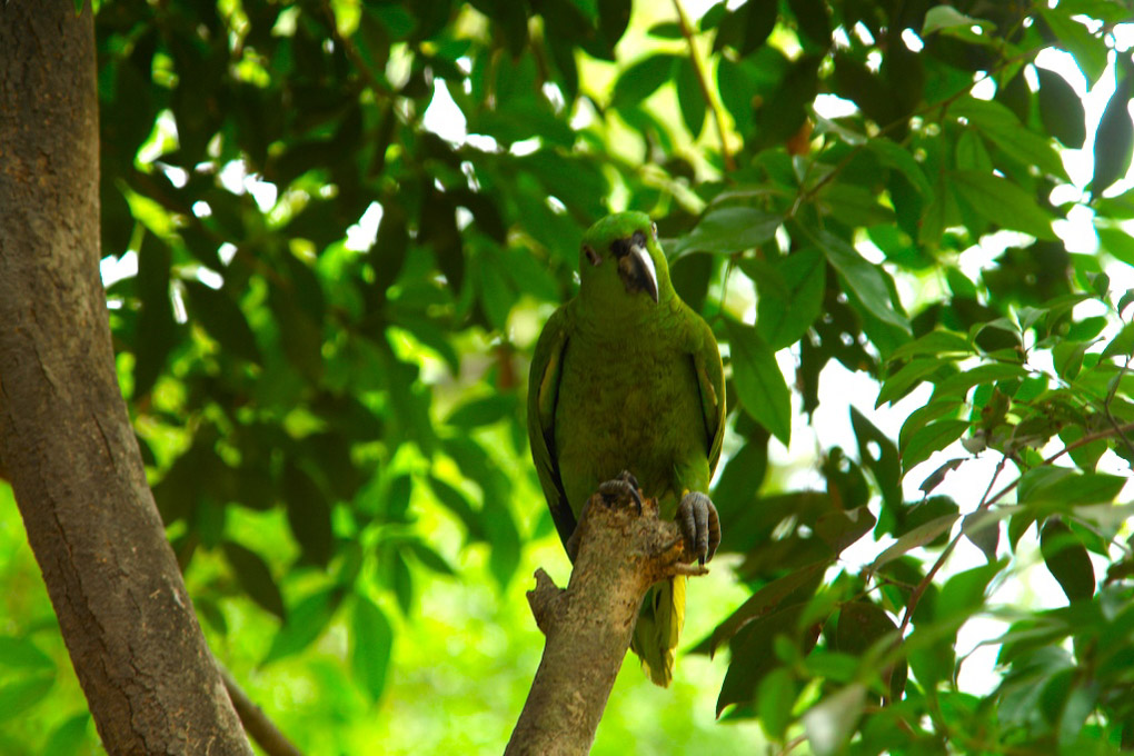 Foto de Guanacaste, Costa Rica