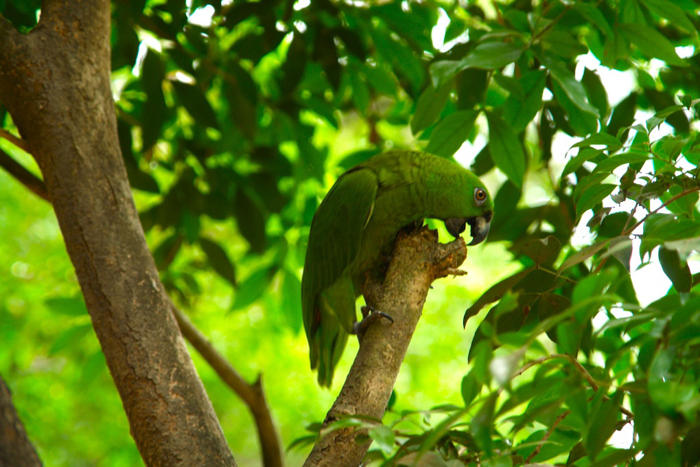 Foto de Guanacaste, Costa Rica