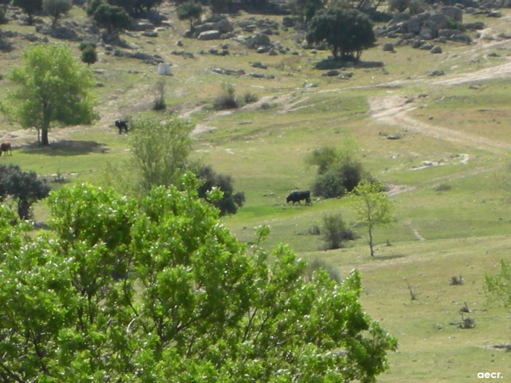 Foto de Valdemorillo (Madrid), España
