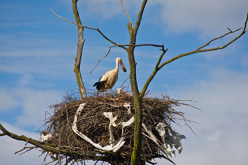 Foto de Barrio de Santa Maria (Palencia), España