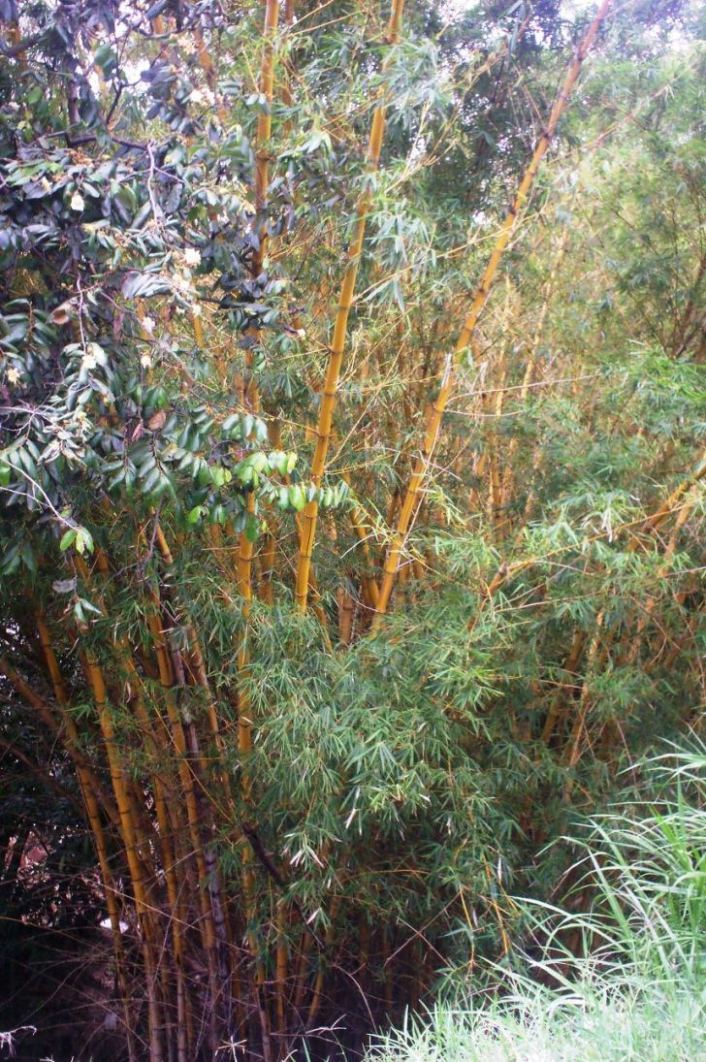 Foto de Pueblo Nuevo (Alajuela), Costa Rica