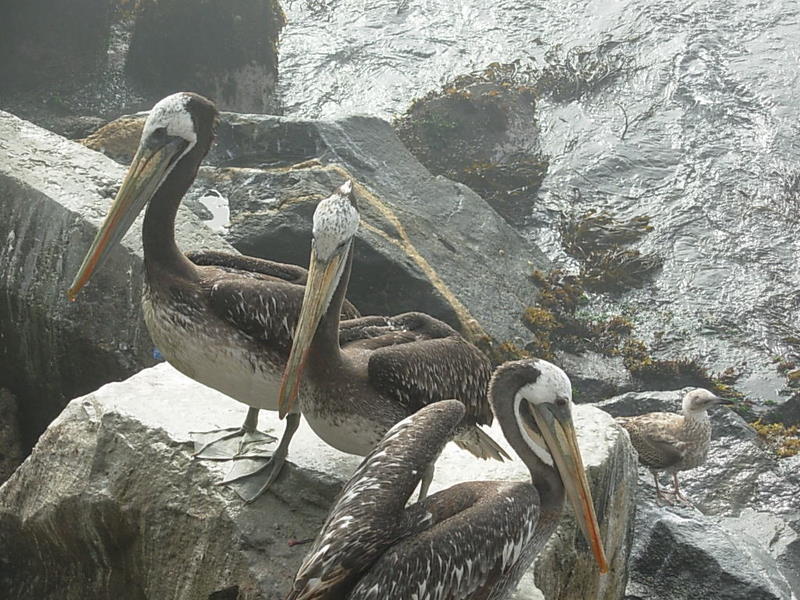 Foto de Valparaiso, Chile