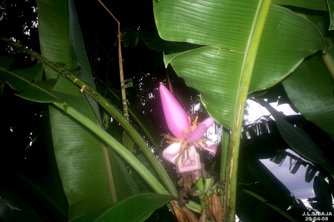 Foto de Alajuela, Costa Rica