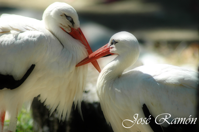 Foto de Cádiz (Andalucía), España
