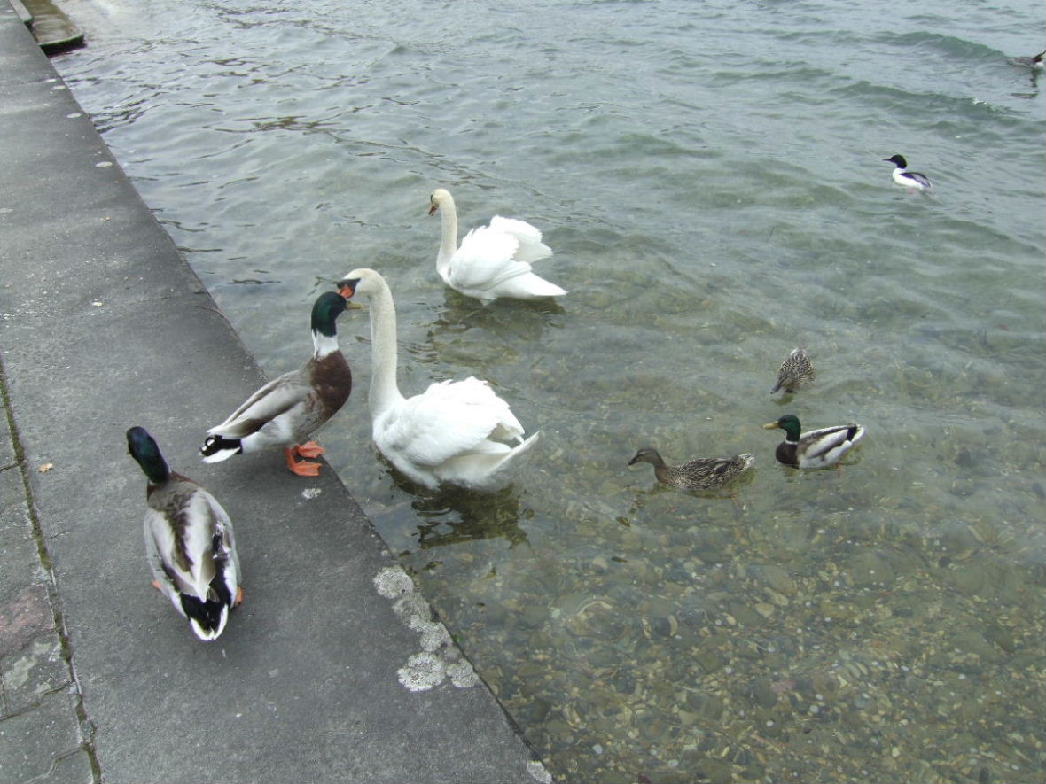 Foto de Duingt, Francia