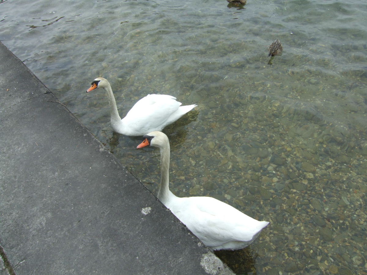 Foto de Duingt, Francia