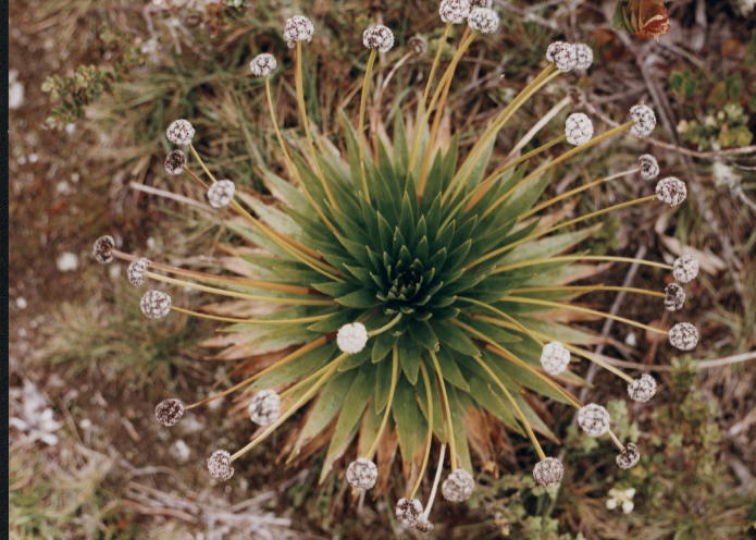 Foto de Villapinzón (Cundinamarca), Colombia