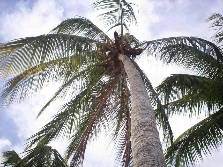 Foto de Puntarenas, Costa Rica