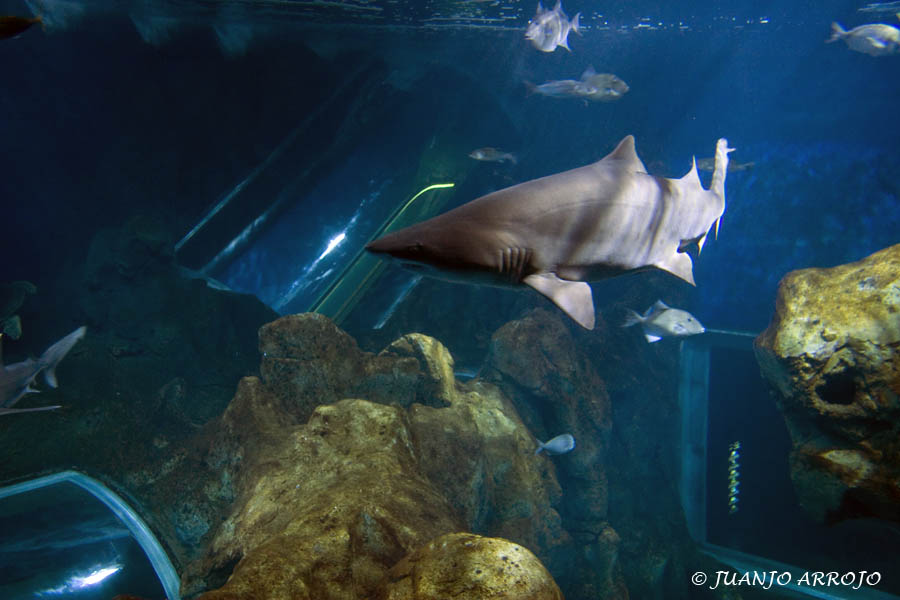 Foto de Gijón (Asturias), España