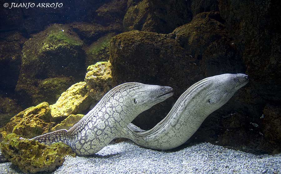 Foto de Gijón (Asturias), España