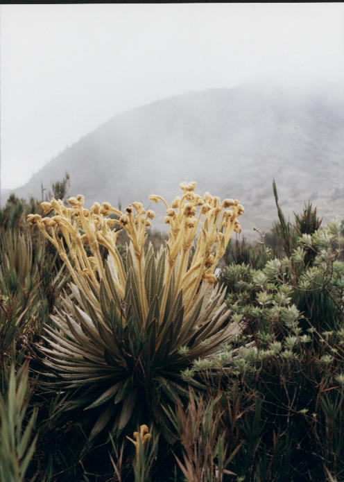 Foto de Villapinzón (Cundinamarca), Colombia