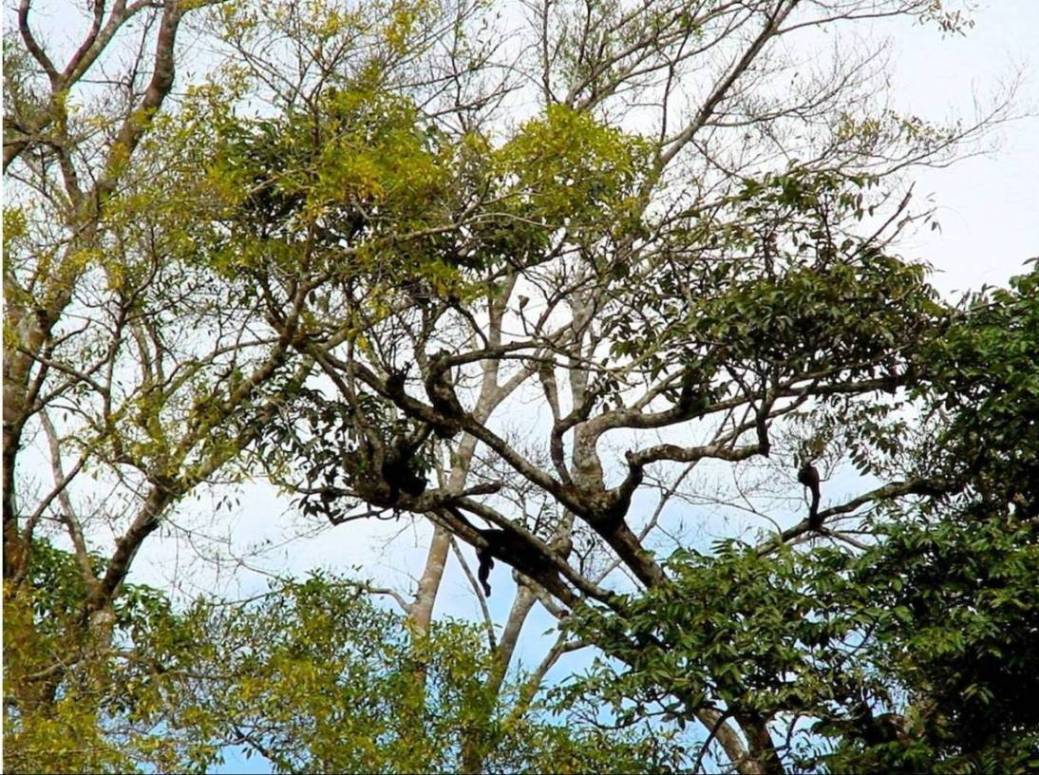 Foto de Rio Frio (Alajuela), Costa Rica