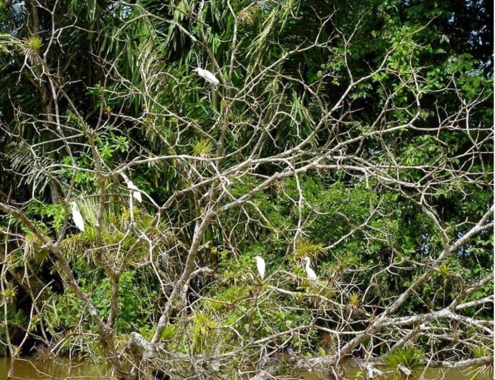Foto de Rio Frio (Alajuela), Costa Rica