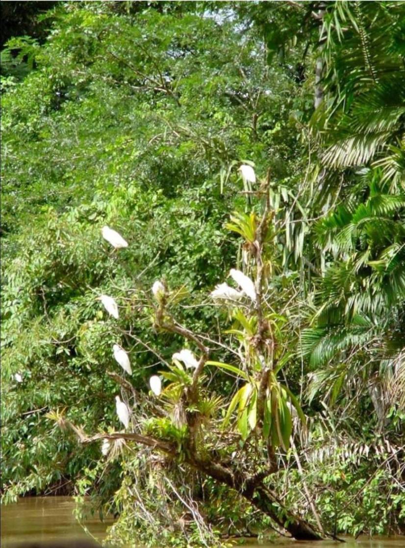 Foto de Rio Frio (Alajuela), Costa Rica