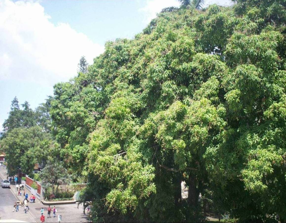 Foto de Alajuela, Costa Rica