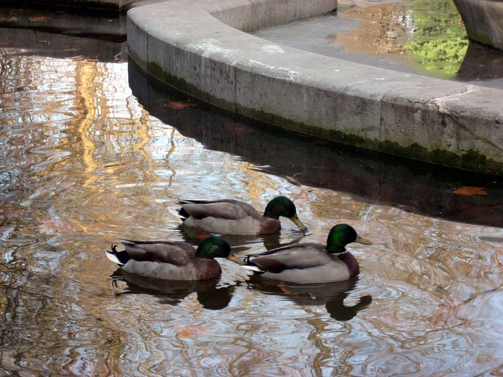 Foto de Oviedo (Asturias), España